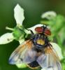 Phasia aurigera